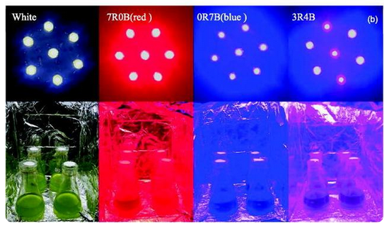 特定比例红蓝LED光照可将杜氏盐藻脂质产量提升至35%以上